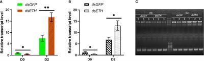 Transcriptome responses of RNAi-mediated ETH knockdown in Scylla paramamosain at different premolt substages